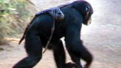 100626chimpanze-mort_8.jpg