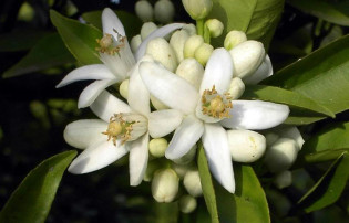 un peu d'eau de fleur d'oranger sur un gant et sur le visage pour se calmer.