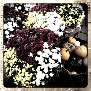 fleur-toussaint-chrysanteme