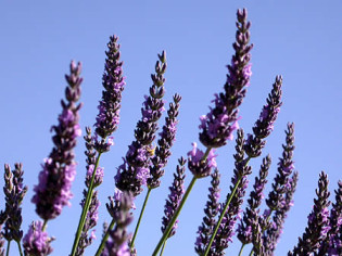 La lavande à mettre sous son oreiller dans un petit sachet en tissu.
